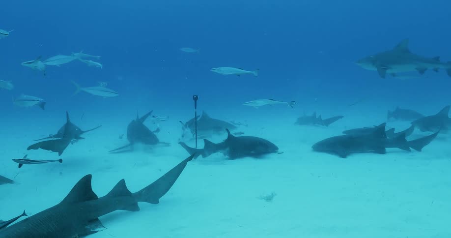 Sharks swimming close to the bottom of the water