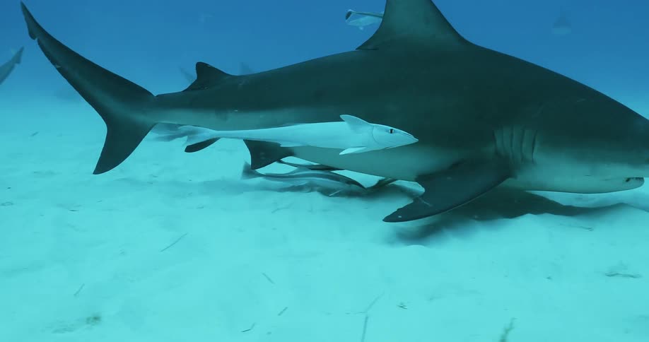 Sharks swim with fish at the bottom of the ocean