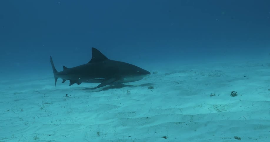 Shark swims near the ocean floor
