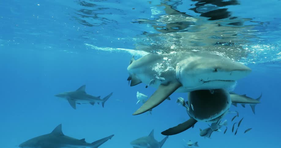 Man sharks swim in clear shallow water