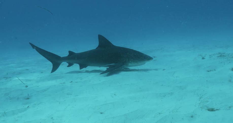A shark swims at the bottom of the ocean