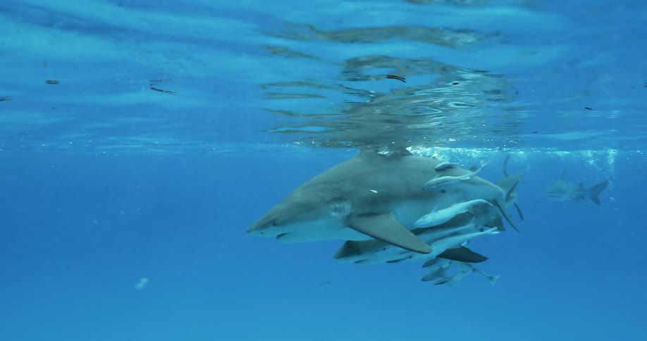 Sharks swim near the surface of the water