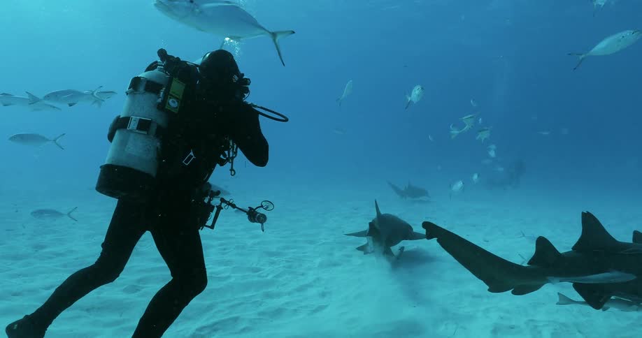 Underwater diver swims near sharks and fish