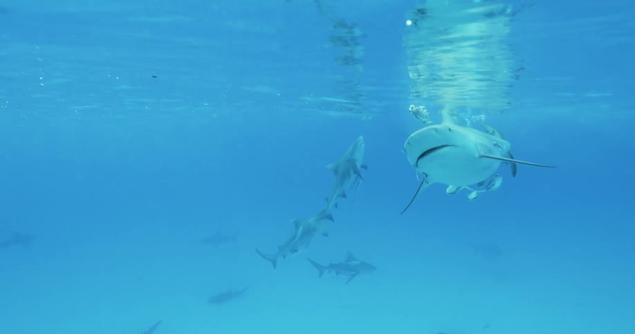 A shark is pursuing a piece of bait on the surface of the ocean in daylight