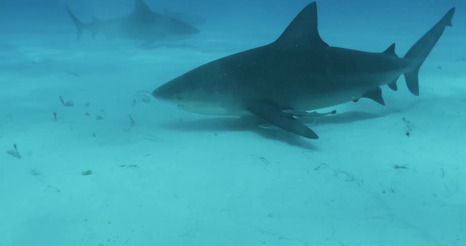 Shark swims near the ocean floor