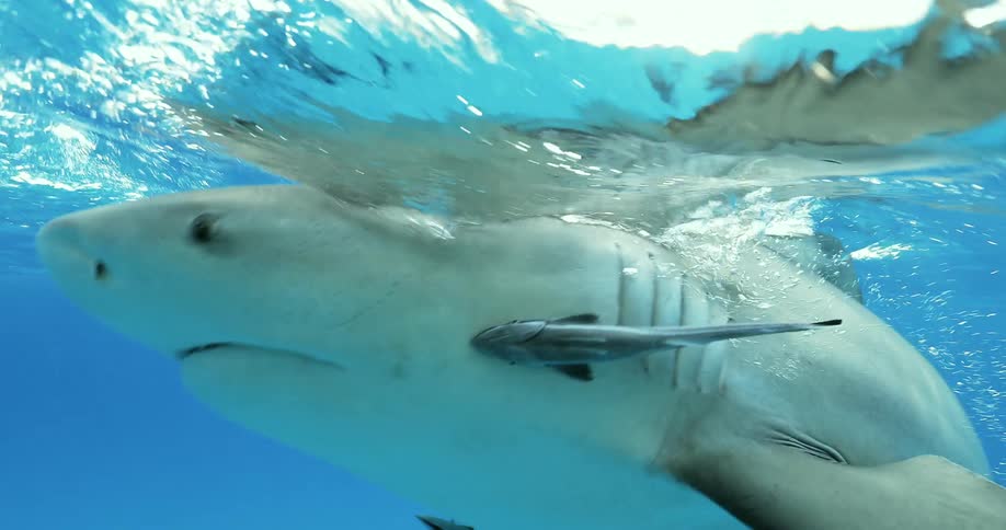 A shark is pursuing a piece of bait on the surface of the ocean in daylight
