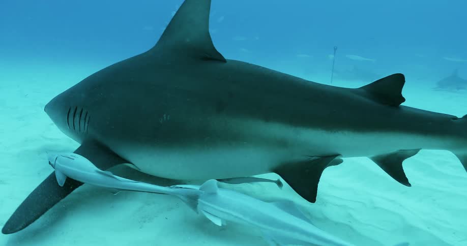 A shark is followed by fish while swimming at the bottom of the ocean