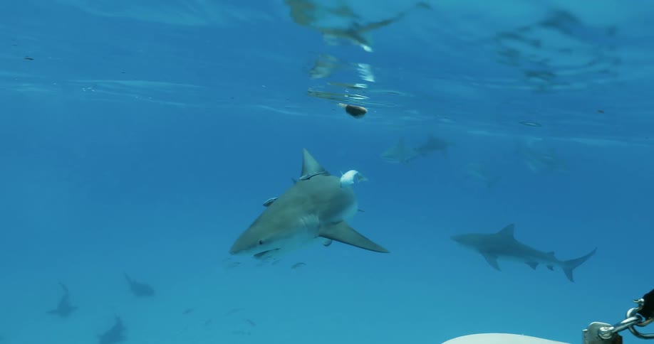 A shark is checking out a piece of bait on the surface of the ocean in daylight