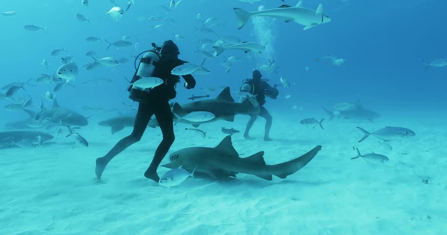 Divers are interacting with sharks as they swim underwater during daylight