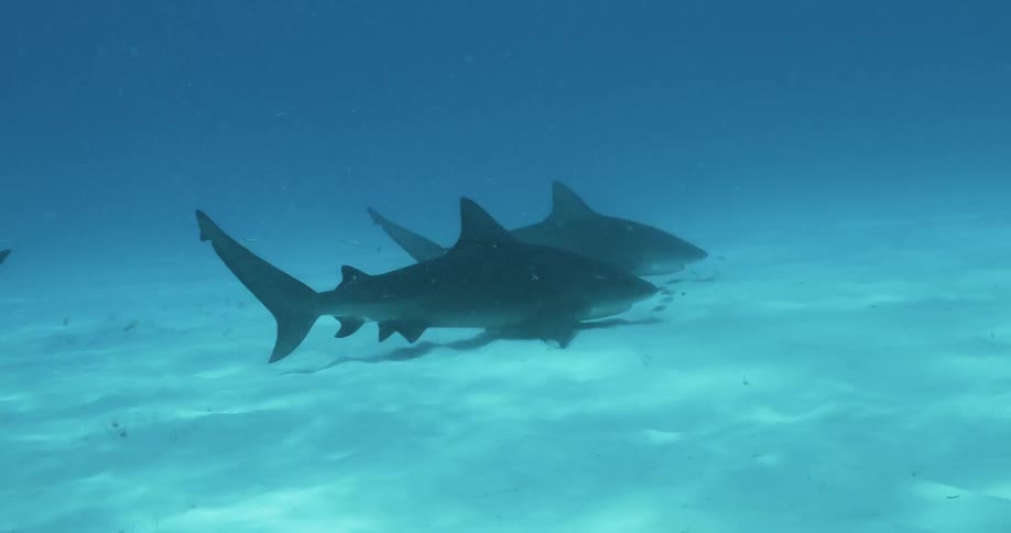 The two sharks swim close to the bottom of the water