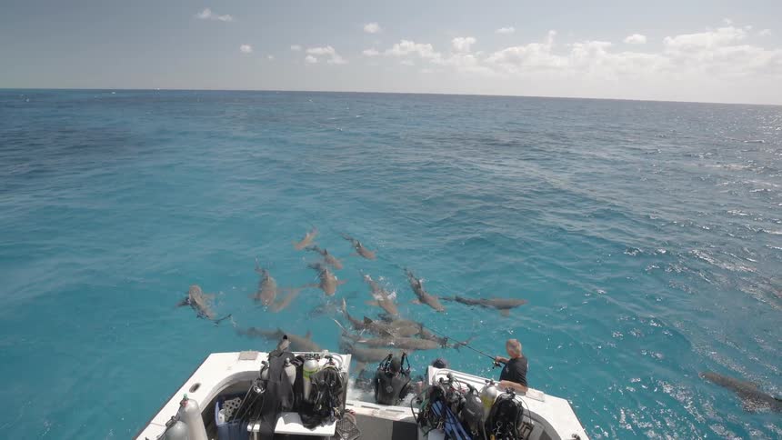 School of sharks following people on a boat that are throwing food to them