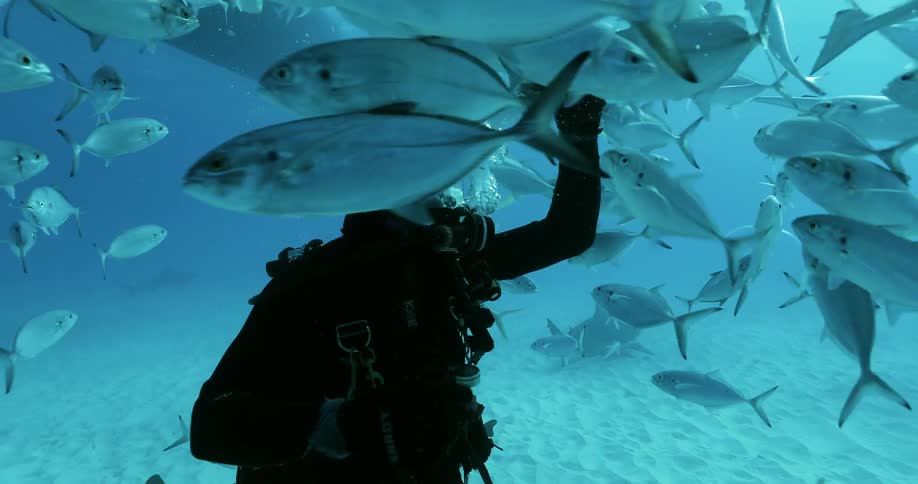 A diver swims with fish in the ocean