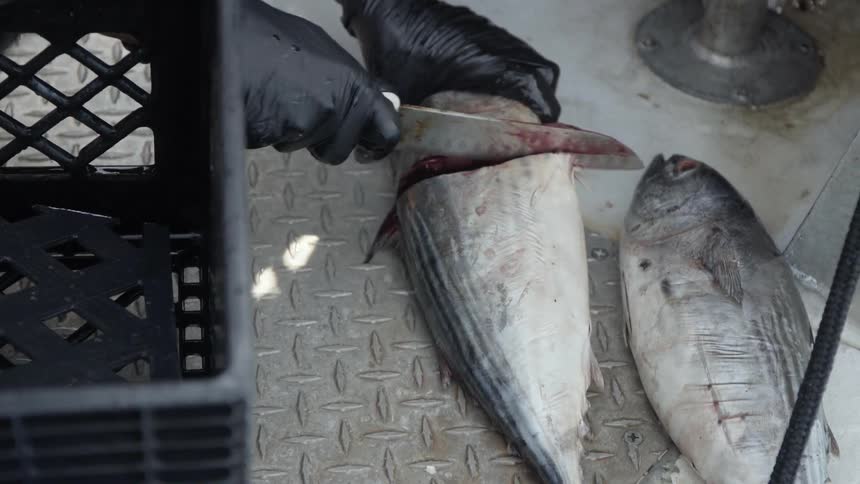 A person is cutting fish on the boat