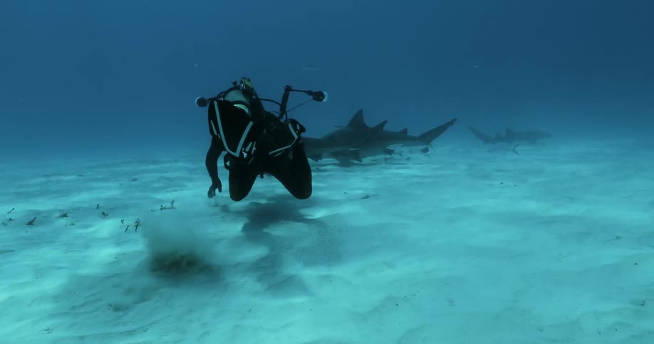 Deep sea diver takes photos of sharks at the bottom of the ocean