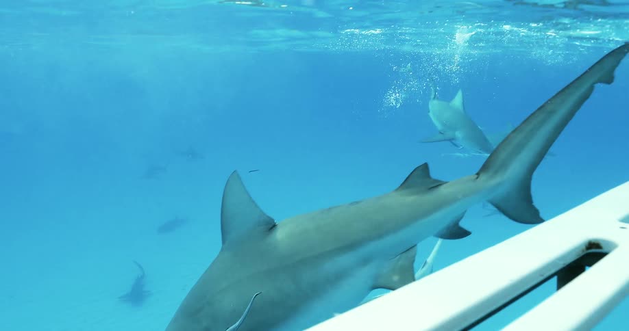 Sharks are swimming beneath the surface of the ocean near a boat during the day
