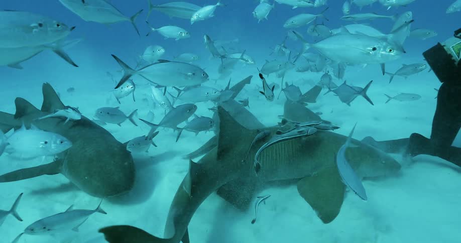 Diver swims near many sharks in fish by the ocean floor