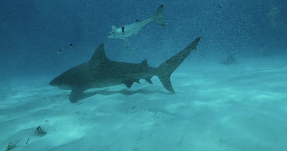 Shark swims along the bottom of the ocean