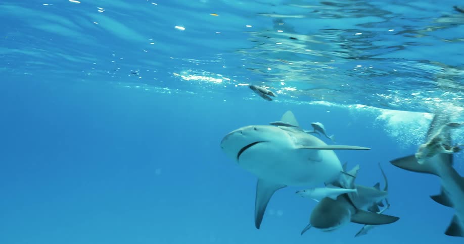The sharks are moving around near the top of the water