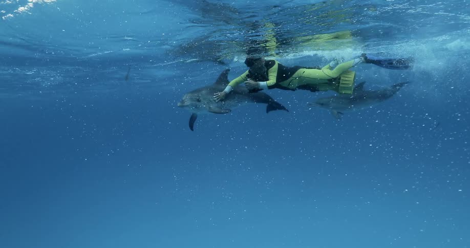 The dolphins are following the diver around