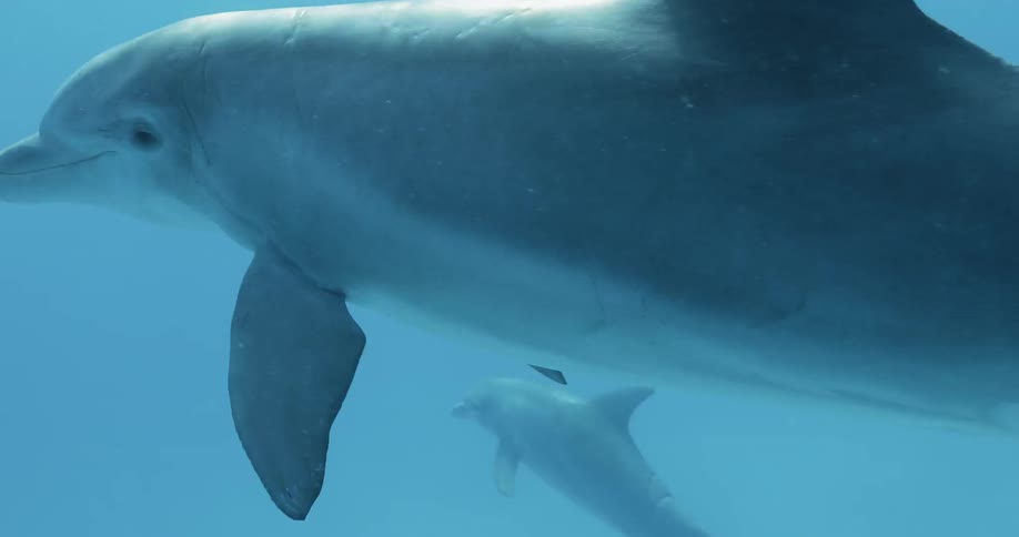 Dolphins swim in the ocean