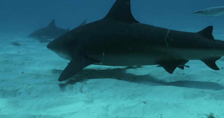 A shark swims at the bottom of the ocean