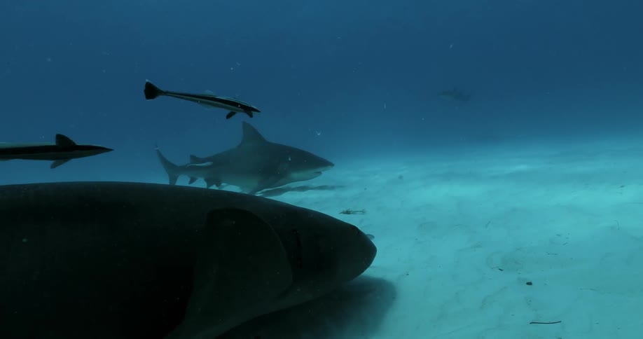 Sharks swim along the bottom of the ocean