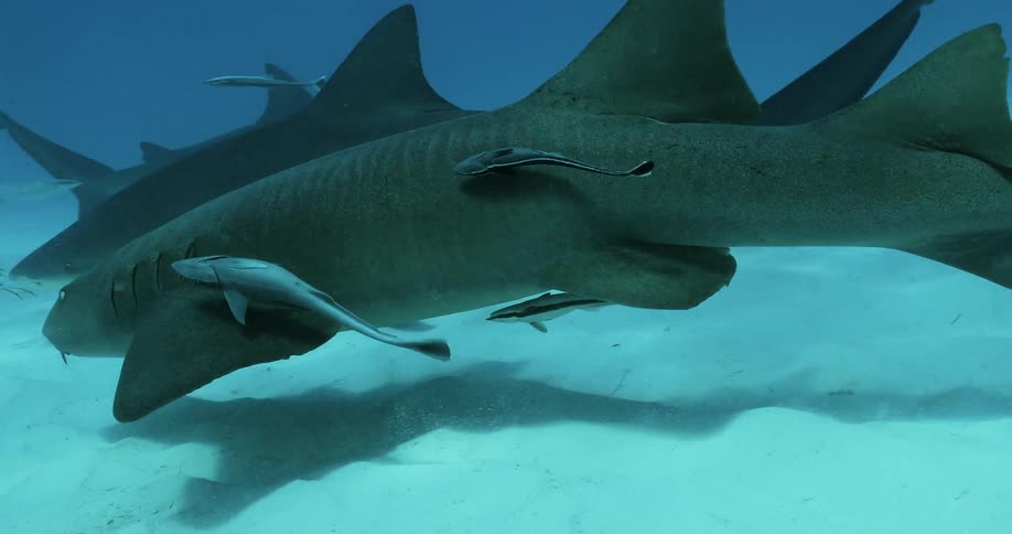 Sharks swimming around the bottom of a body of water with small fish around them