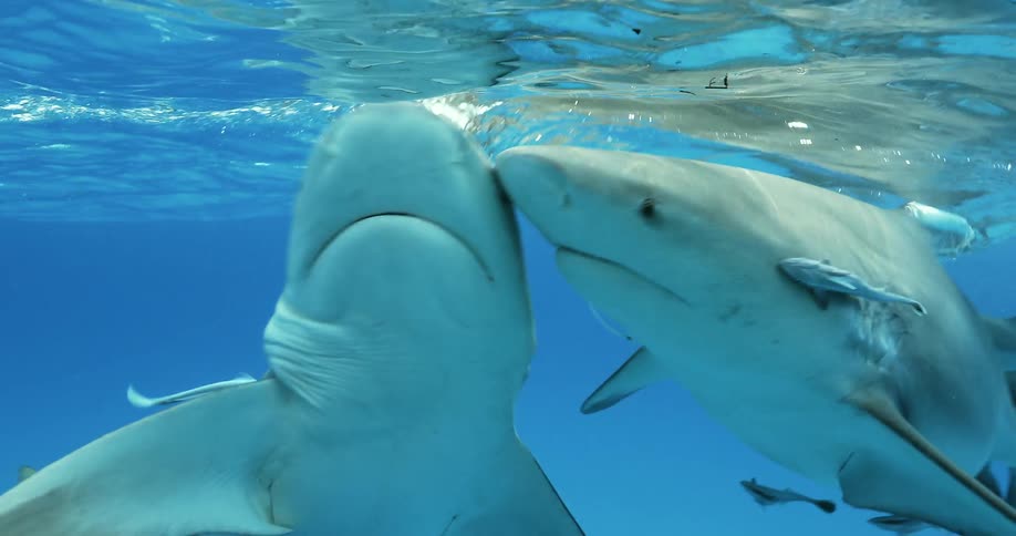 Sharks bump into each other at the surface as they go after bait