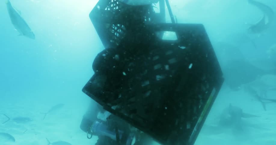 A diver is shaking a box of bait underwater as fish swim around him
