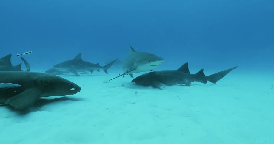 Sharks are swimming along the ocean floor during the day