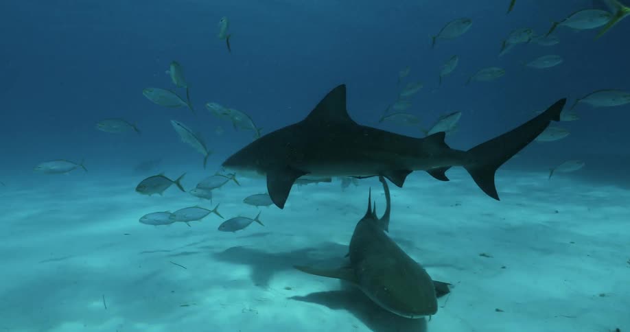 Sharks and fish are swimming near the ocean floor in daylight