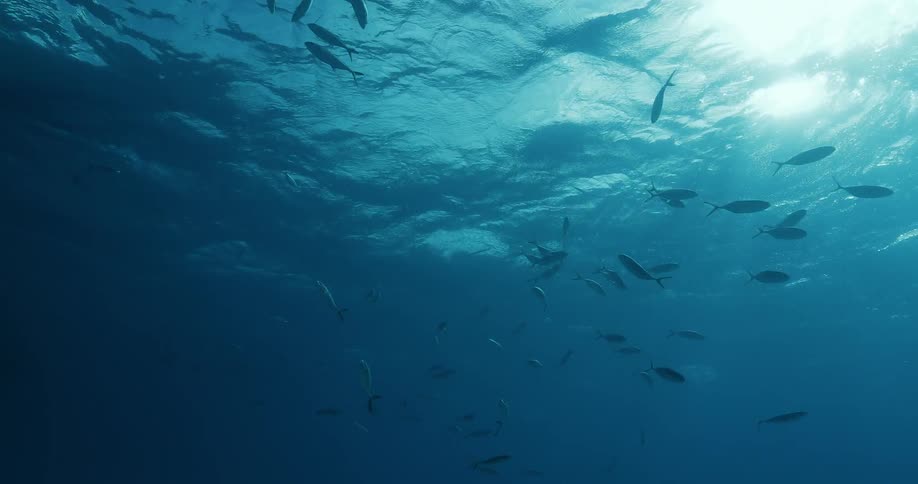 Many fish swimming in open water