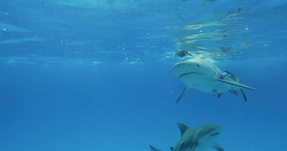 A shark is pursuing a piece of bait on the surface of the ocean in daylight