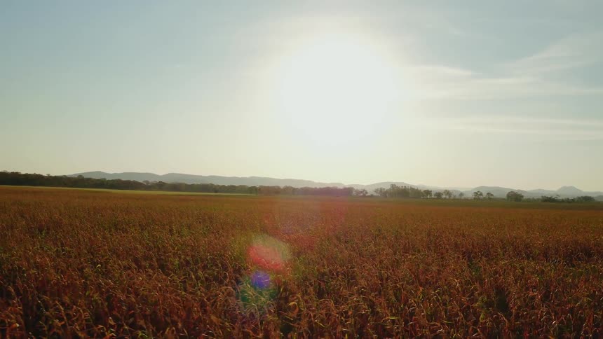 The long field is full of tall crops