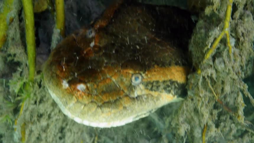 Sea life sits near the green seaweed