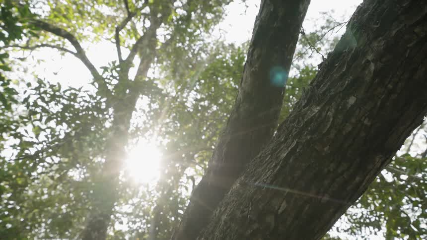 Sunlight shines through tree branches