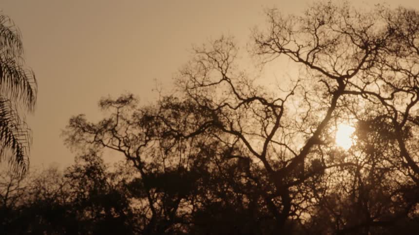The sun is peeking through trees during the day