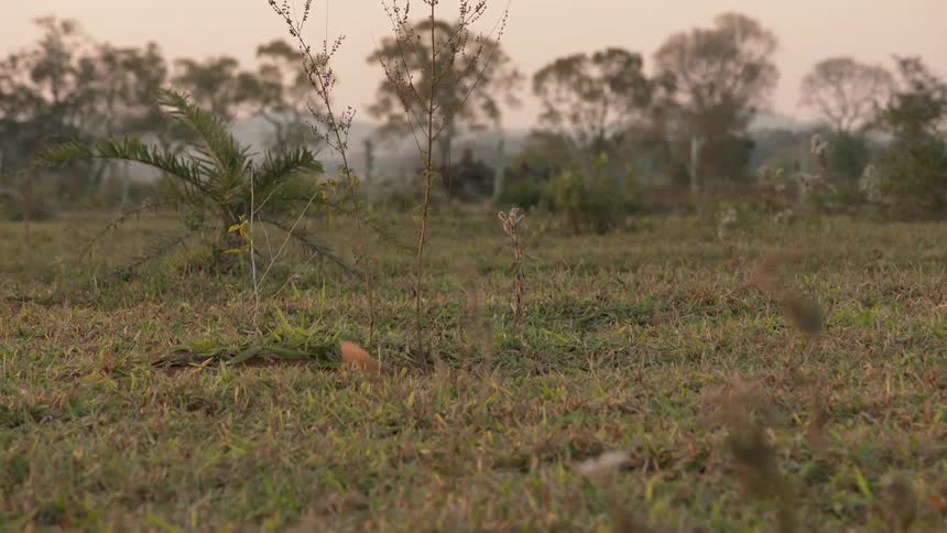 An anteater climbs into a burrow in the ground at sunset