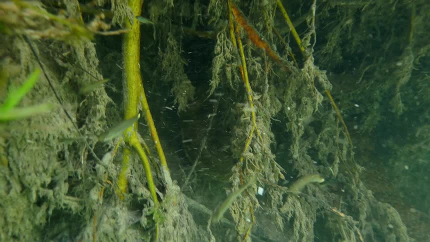 A large snake slithers underwater