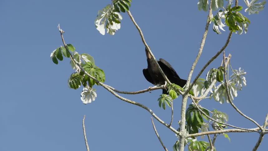 Large bird sitting high in a tree on a very clear day