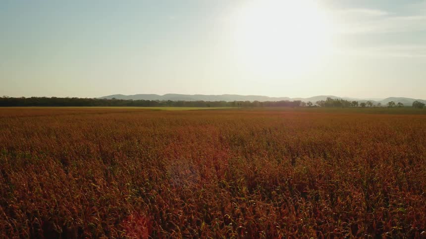 The sun shines brightly on a large crop field