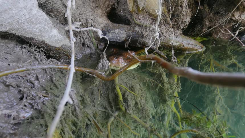 The snake is peeking its head from the water