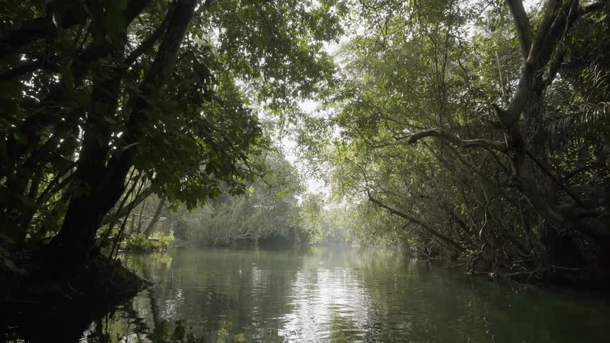 The stream has low hanging trees all around