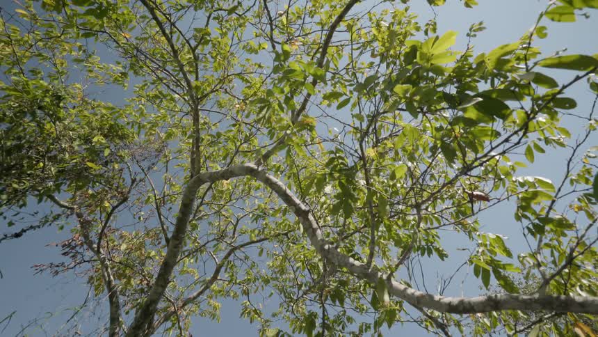 The skyline is filled with long branches with leaves