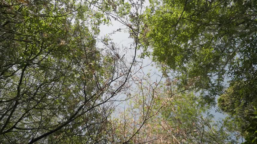 The trees are thick almost covering the sky above