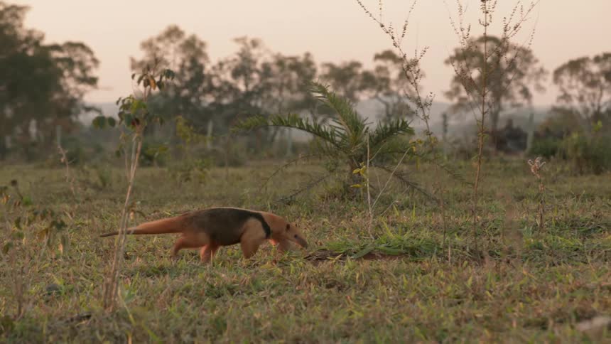An anteater walks on grass