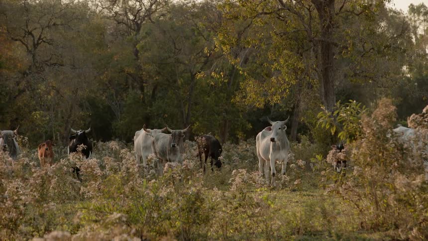 Cattle stand in tall grass near trees