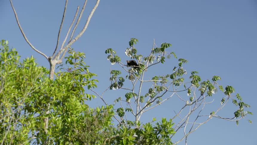 A bird flies from the top of a swaying tree