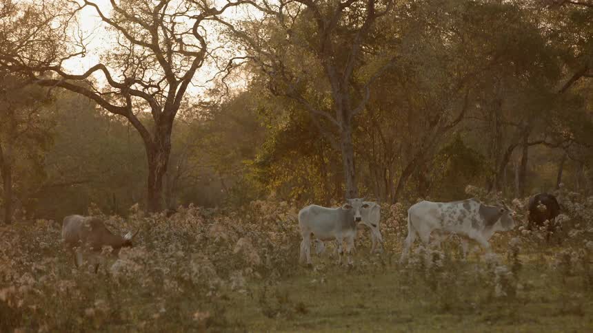 The cows stand together on the field at sunset
