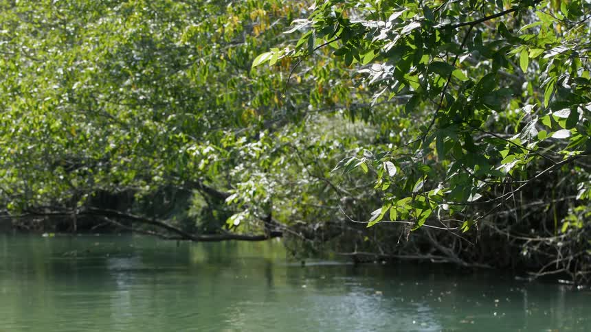 Water in a river is trickling below tree branches in daylight